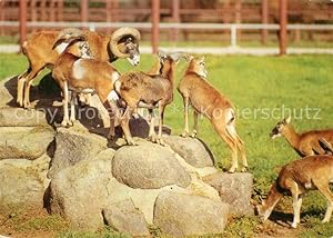 Bild des Verkufers fr Postkarte Carte Postale 72907521 Tiere Muffelwild Tierpark Hirschfeld Zwickau Tiere zum Verkauf von Versandhandel Boeger