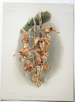 Reichenbachia. Staphopea Shuttleworthii. Orchidee. Originale Farblithographie