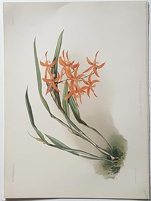 Reichenbachia. Laelia Harpophylla. Orchidee. Originale Farblithographie