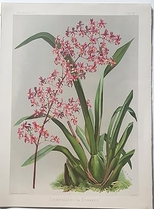 Reichenbachia. Odontoglossum Edwardii. Orchidee. Originale Farblithographie