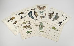 Immagine del venditore per Insects [from the Encyclopédie ou Dictionnaire des sciences, plates 75-83]. venduto da Antiquariaat Schierenberg
