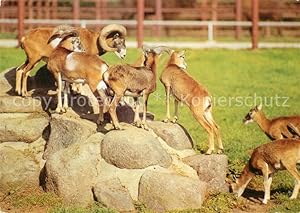 Bild des Verkufers fr Postkarte Carte Postale 72912847 Tiere Muffelwild Hirschfeld Tierpark Tiere zum Verkauf von Versandhandel Boeger