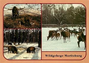 Bild des Verkufers fr Postkarte Carte Postale 72914295 Hirsch Wildgehege Moritzburg Schwarzwild Rotwild Bache Tiere zum Verkauf von Versandhandel Boeger