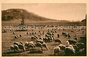 Seller image for Postkarte Carte Postale 13003846 Fontvieille Troupeau de Moutons au pied de la montagne des Cordes Fontv for sale by Versandhandel Boeger