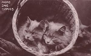 Here She Comes Kittens In Basket Antique Cat Real Photo Postcard