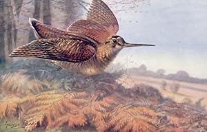 Woodcock Game Bird Tucks Oilette Antique Birds Postcard