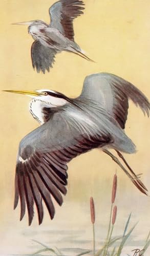 Seller image for Heron RSPB Royal Society For The Protection Of Birds Antique Postcard for sale by Postcard Finder