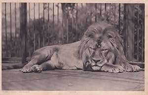 Lion Giant Cat London County Council Reward Postcard Card