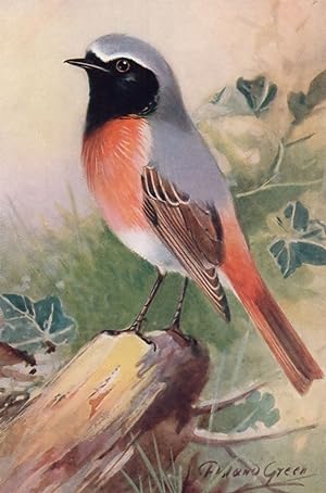 Seller image for Redstart RSPB Royal Society For The Protection Of Birds Antique Postcard for sale by Postcard Finder