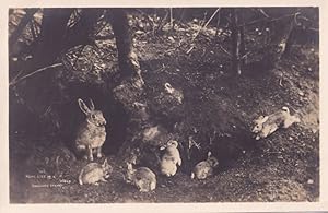 Rabbit Family Life In A Wood Keswick Cumbria Old Postcard