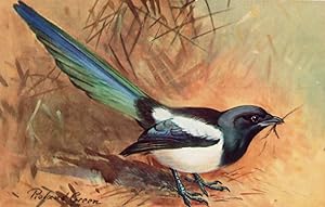 Magpie RSPB Royal Society For The Protection Of Birds Antique Postcard