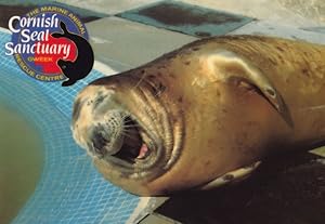 Young Baby Seal Giggling Full Of Fish Cornish Cornwall Sanctuary Postcard