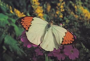 Great Orange Tip Fairbourne Welsh Butterfly Zoo Safari Park Postcard