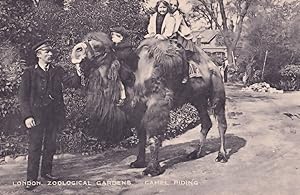 Camel Riding Rides London Zoo Zoological Gardens Postcard