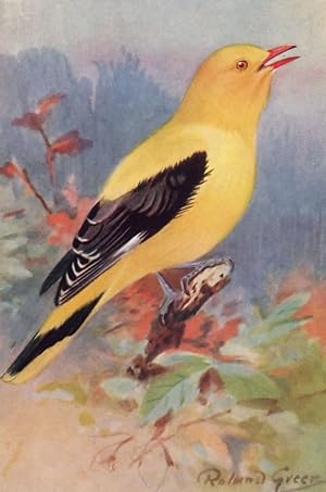 Seller image for Golden Oriole RSPB Royal Society For The Protection Of Birds Antique Postcard for sale by Postcard Finder