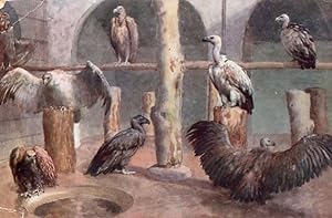 Vultures at Zoological Gardens London Zoo Old Postcard