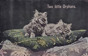 Cat Kitten Two Little Orphans Antique Real Photo Postcard