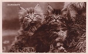 Curiosity Kittens With Giant Eyes Cat Antique Real Photo Postcard