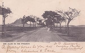 Allee To The Pyramids Egypt Old 1904 Postcard