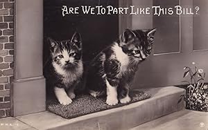 Sad Kittens Parting To New Owners Antique Cat Real Photo Comic Postcard