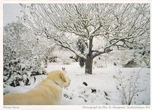Imagen del vendedor de Garboldisham Labrador Dog Winter Snow Norfolk Postcard a la venta por Postcard Finder