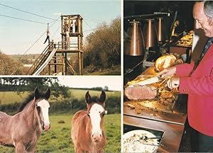 Devon Shire Horse Shire Centre Assault Course Carvery Postcard