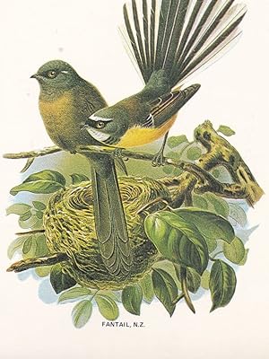 Image du vendeur pour Fantail Insect Eater Maori Bird New Zealand Postcard mis en vente par Postcard Finder