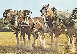 Two Pairs Of Farm Horses Medici Rare Horse Procession Postcard