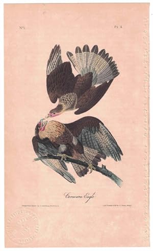 Caracara Eagle, Plate 4