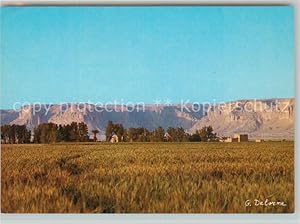 Postkarte Carte Postale 43478417 Riyadh Cultivation of cereals in the neighbourhood Riyadh