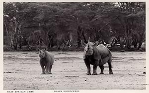 East Africa Black Rhinoceros Kenya Vintage Congo Real Photo Postcard