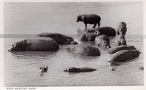 East Africa Hippos Hippopotamus Vintage Congo Real Photo Postcard