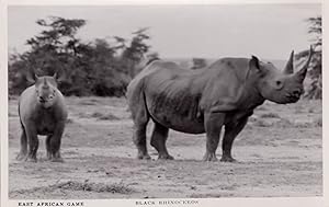 East Africa Black Rhinoceros Kenyan Vintage Congo Real Photo Postcard