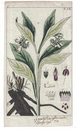 Bild des Verkufers fr Echter Beinwell. Symphytum officinale,Aus: Unterhaltungen aus der Naturgeschichte des Pflanzenreichs HIER: Sechster Teil; Tafel: LII (52), zum Verkauf von Antiquariat Kastanienhof