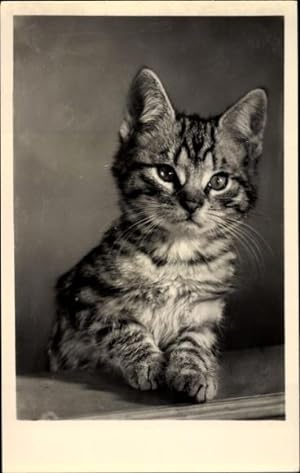 Ansichtskarte / Postkarte Getigertes Kätzchen