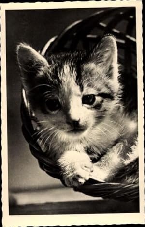 Ansichtskarte / Postkarte Katzenkind in einem Korb