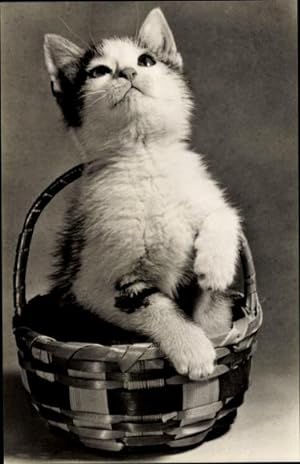 Ansichtskarte / Postkarte Kleine Katze in einem Korb