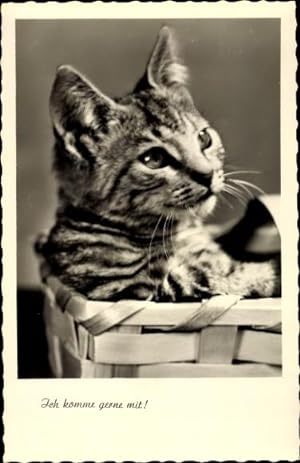 Ansichtskarte / Postkarte Getigerte Katze in einem Korb