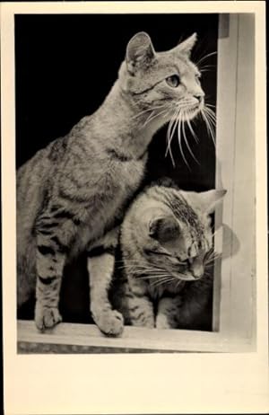 Ansichtskarte / Postkarte Zwei getigerte Hauskatzen am Fenster
