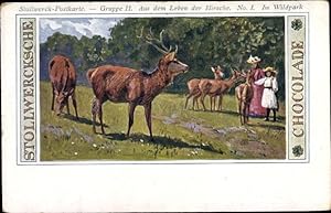Künstler Ansichtskarte / Postkarte Stollwerck Chocolade, Aus dem Leben der Hirsche, Wildpark