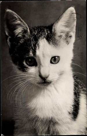 Ansichtskarte / Postkarte Kleines Katzenkind