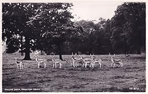 Deer at Swinton Park Zoo Lancashire Real Photo Old Postcard