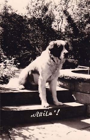 Attila The Hun Dog Vintage Rare Real Photo Postcard