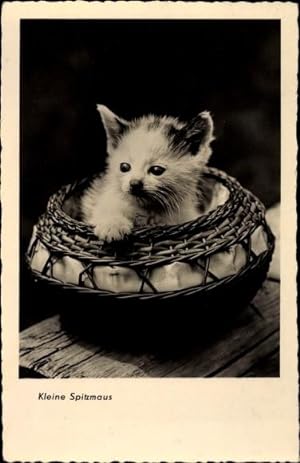 Ansichtskarte / Postkarte Kleines Kätzchen in einem Korb, kleine Spitzmaus