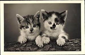 Ansichtskarte / Postkarte Zwei Hauskatzen, Kätzchen
