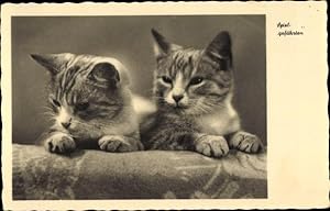 Ansichtskarte / Postkarte Zwei Hauskatzen, Spielgefährten
