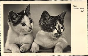 Ansichtskarte / Postkarte Zwei Hauskatzen, Kätzchen, Wer kommt denn da