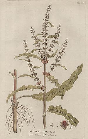 Rumex Crispus L. - Die krause Grindwurz.