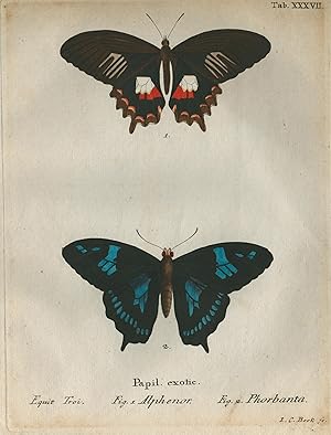 2 Schmetterlinge auf 1 Blatt "Papilion exotic. Equit. Troi. Fig. 1. Alphenor Fig. 2. Phorbanta".