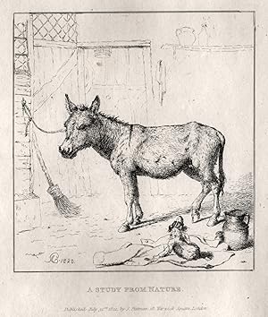 A Study from nature - The donkey.